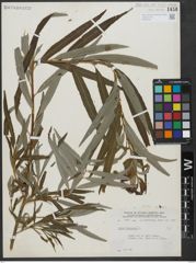 Foto von Salix viminalis L.